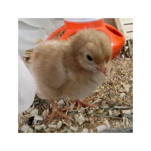 ピピちゃんファーム